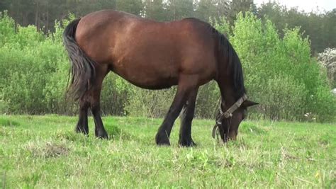 A Horse Eating Grass In Stock Footage Video 100 Royalty Free 2313998