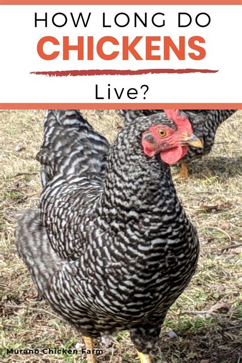 How long do silkie roosters live? How long do chickens live? | Chicken livers, Backyard ...