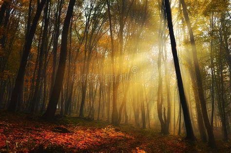 Beauty Autumn Forest With Sun Rays In The Morning Stock Photo Image