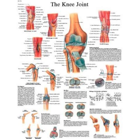 Fabrication Enterprises 3b® Anatomical Chart Knee Joint Laminated 12