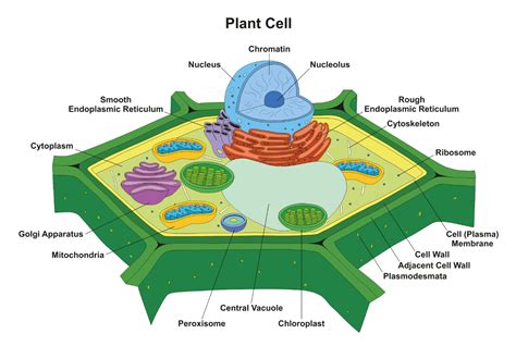 Plant Cell Diagram Definition Structure Function Parts