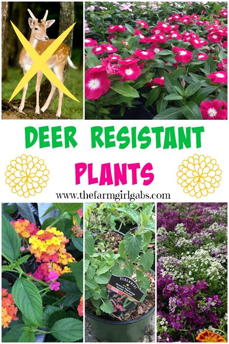 Deer Resistant Plants The Farm Girl Gabs