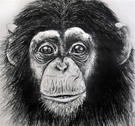 Monkey Drawing Animal Paintings Watercolor Paintings Of Animals