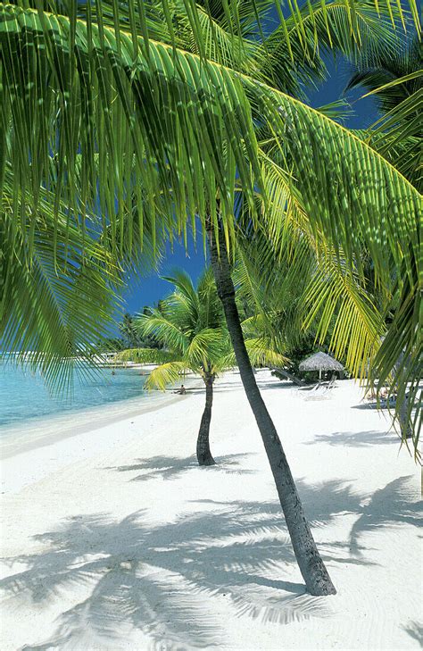 Beach And Coconut Palms Bora Bora License Image Lookphotos