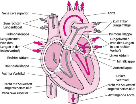Herz Herz Und Gefäßkrankheiten Msd Manual Ausgabe Für Patienten