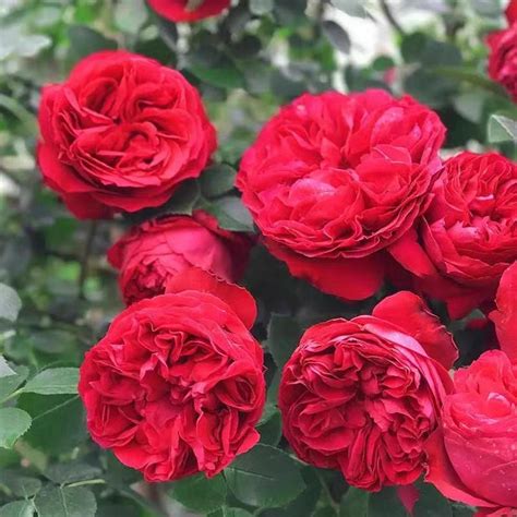 Red Pierre De Ronsard Climbing Rose Is The Most Easiest Climbing Rose