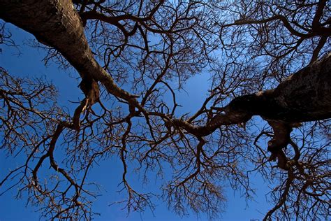 Free Images Tree Nature Forest Branch Winter Sky Sunlight Leaf