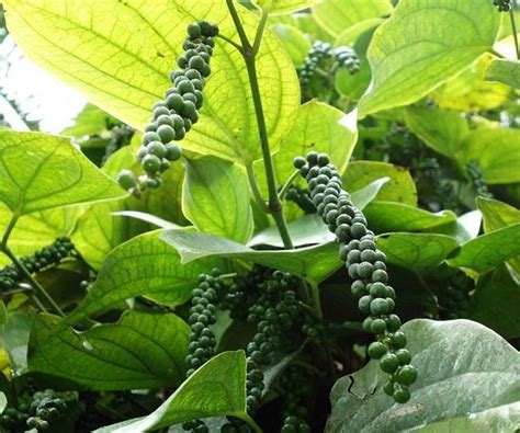 How To Grow Black Pepper Plant Growing Peppercorn