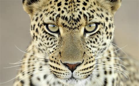 Leopard Animals Closeup Wallpapers Hd Desktop And
