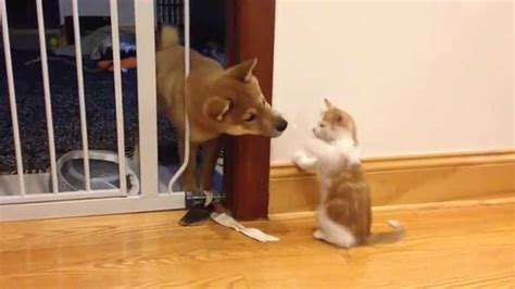 Maybe you would like to learn more about one of these? Cutest puppy and kitten fight (Shiba Inu) - YouTube