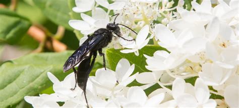 Identifying And Removing Black Wasps From Your Home