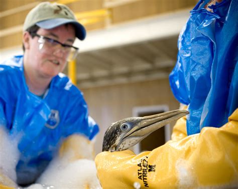 Gulf Spill Update From Oiled Bird Rescue Center International Bird