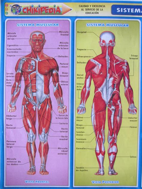 Esquema Del Sistema Muscular Sistema Muscular Humano Imagens De Stock