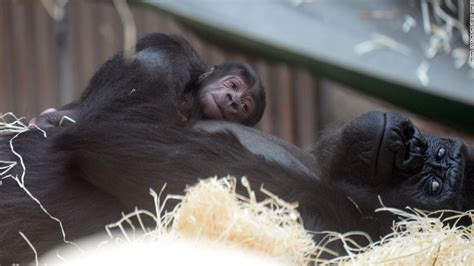 Gorilla Gives Birth To Surprise Baby Cnn Video