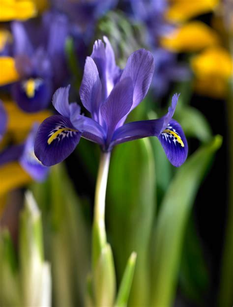 Dutch Iris Flowering Bulb 25qt Assorted Colors