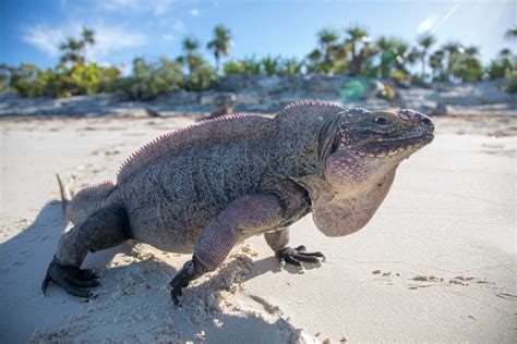 Solved How The Monstrous Iguanas Of The Bahamas Got So Darn Big