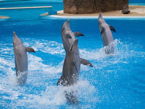 Dolphins Dolphins Performing In The Show At Palmitos Park Flickr