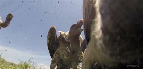 Video Shows What It Looks Like When Vultures Attack A Carcass In Nature Gizmodo Australia