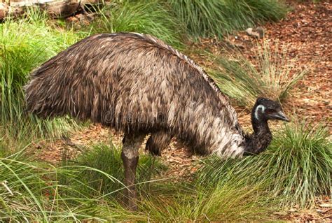 Flightless Australian Bird The Emu Stock Photo Image Of Wings Beak