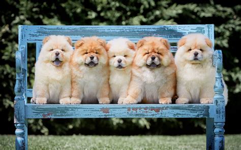 Download Wallpapers Chow Chow Cute Dogs Five Puppies Wooden Bench