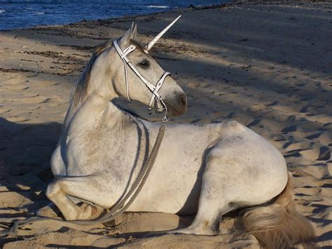 Botanical Unicorn Unicorn Scotlands National Animal Sculpt