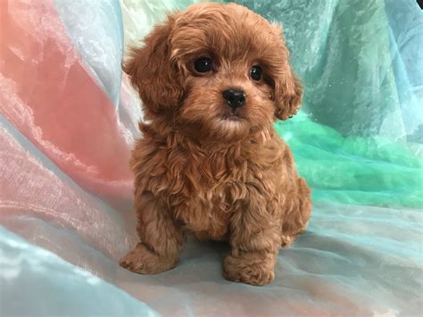 Many factors can affect shitzu puppy price you see online. Shih Tzu Poodle Breeders, Iowa, Illinois, Minnesota, Puppies Ready!