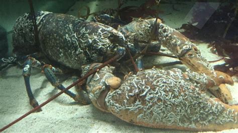 Lobster Found In Uk Waters Heaviest Caught Since 1931 Bbc News