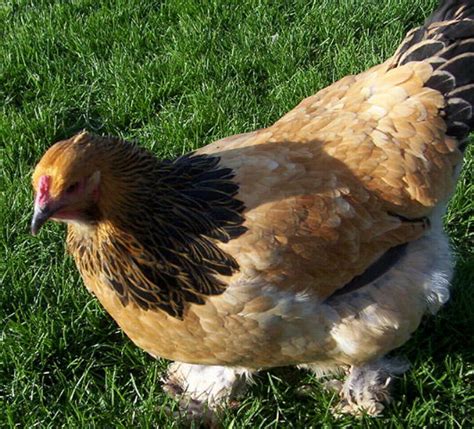 Everything You Want To Know About Light Brahma Chickens Pethelpful