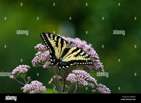 An Eastern Tiger Swallowtail Butterfly Papilio Glaucus Feeding On Joe