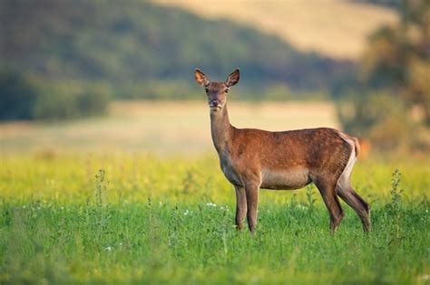 Adult Female Of Red Deer Standing On The Forest Clearing Premium Photo