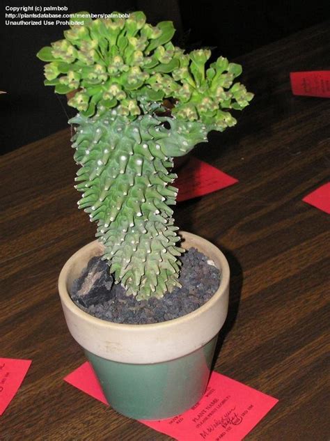 But you can't grow a cactus to order, and cacti growers cannot keep up with demand. PlantFiles Pictures: Euphorbia Species, Monadenium ...