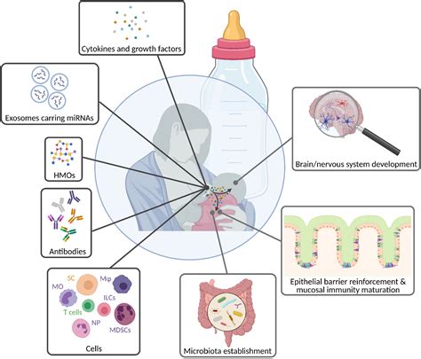 Frontiers Maternal Microbiota Early Life Colonization And Breast