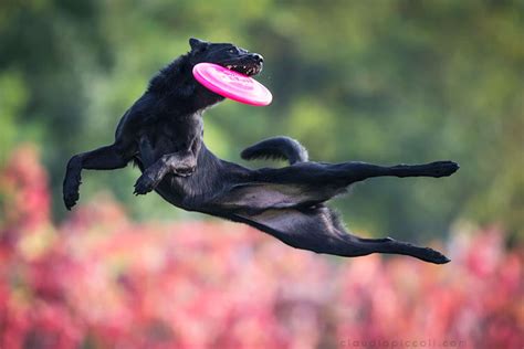 Photographer Captures Dogs In Mid Air Jumping To Catch Frisbees Top13