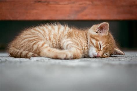Cat Redhead Pet Sleeping Asleep Kitten Red Cute Hd Wallpaper