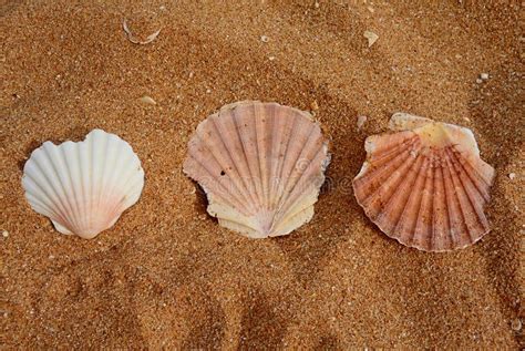 Beautiful Large Seashells On The Atlantic Coast Porches Portugal