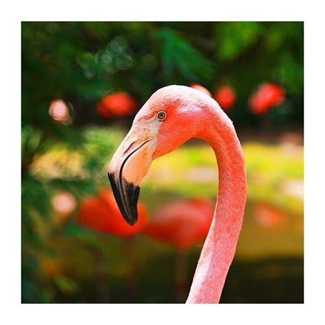 Flamingo Outdoor Natural Light Photography Flamingos See