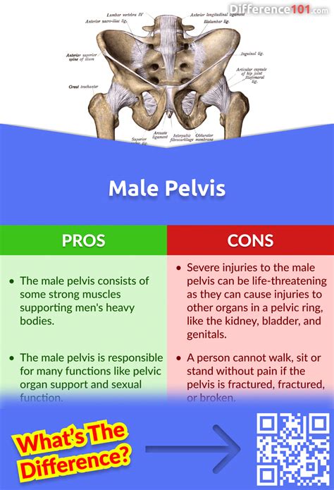 Male Vs Female Pelvis Key Differences Pros Cons Similarities Sexiz Pix