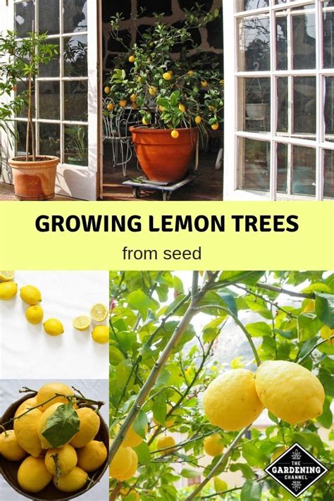 How To Grow Lemon Trees From Seed Gardening Channel Lemon Tree From