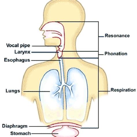 Pdf Direct Numerical Simulation Of Human Phonation