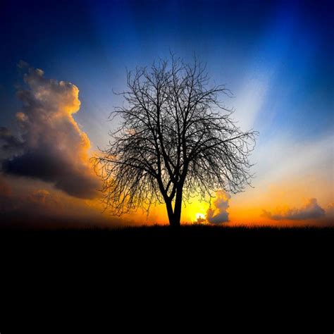 Sunrise Trees Wallpapers Top Free Sunrise Trees Backgrounds