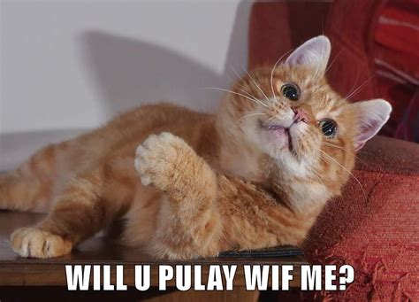 Will U Pulay Wif Me Lolcats Lol Cat Memes Funny Cats Funny