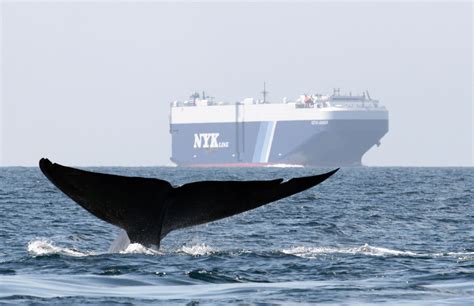 Californias Whale Protection Program Expands