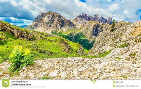 Dolomites Mountains And Blooming Flowers Stock Photo Image Of Bloom