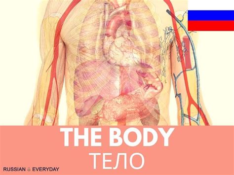 russian words the body audio video and ebook full lesson teaching resources