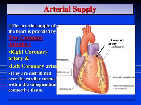 Blood supply of the heart & conduction system— presentation transcript 2 arterial supply of heart right coronary artery left coronary artery. PPT - BLOOD SUPPLY OF THE HEART PowerPoint Presentation ...