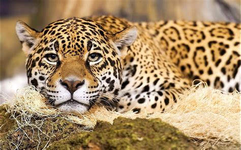 Jaguar The National Animal Of Brazil
