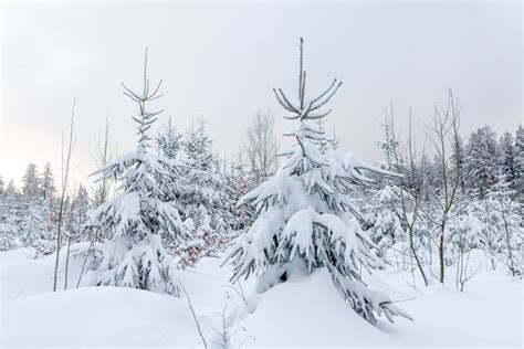 Snow Covered Conifers In A Winter Forest Landscape Stock Photo Image