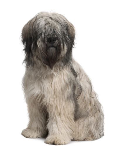 Catalan Sheepdog Dog Breeds