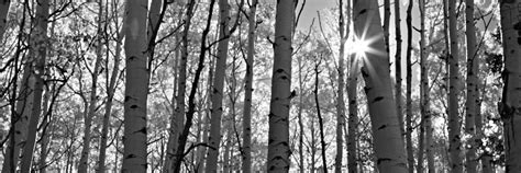 Starburst Aspen Trees David Balyeat Photography Fine Art