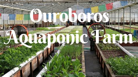 Aquaponics is a new way of approaching organic farming. Visiting the best AQUAPONIC FARM in California - Fast ...